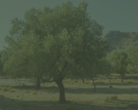 Bg Image